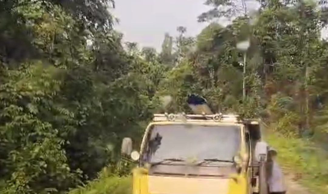 Truk Pembawa Material Pembangunan MCK SD YPPK Santo Paulus Waban Tertahan di Jalan Mare Akibat Hujan