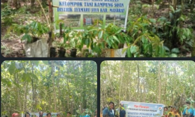 Kepala Kampung Soan Mairon Lokden Dorong Ketahanan Pangan Melalui Penanaman Bibit Durian