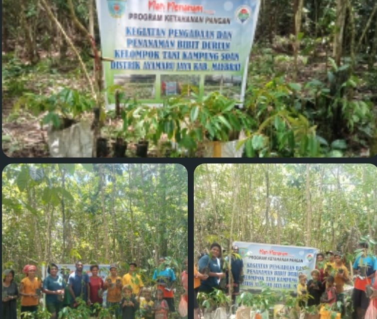 Kepala Kampung Soan Mairon Lokden Dorong Ketahanan Pangan Melalui Penanaman Bibit Durian