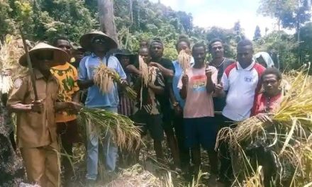 Warga Kampung Temel Panen Raya Padi Ladang, Wujudkan Ketahanan Pangan dari Dana Desa 2025