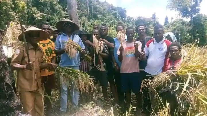 Warga Kampung Temel Panen Raya Padi Ladang, Wujudkan Ketahanan Pangan dari Dana Desa 2025