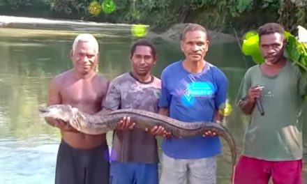 Warga Rufases Pecahkan Rekor, Tangkap Tiga Ekor Belut Raksasa dalam Satu Hari di Sungai Rufases