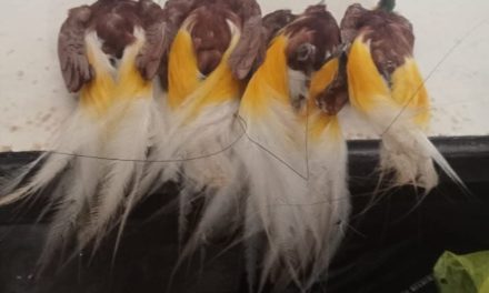 Diduga Perdagangkan Burung Cenderawasih Mati, Warga Aifat Utara Menuai Kecaman Keras