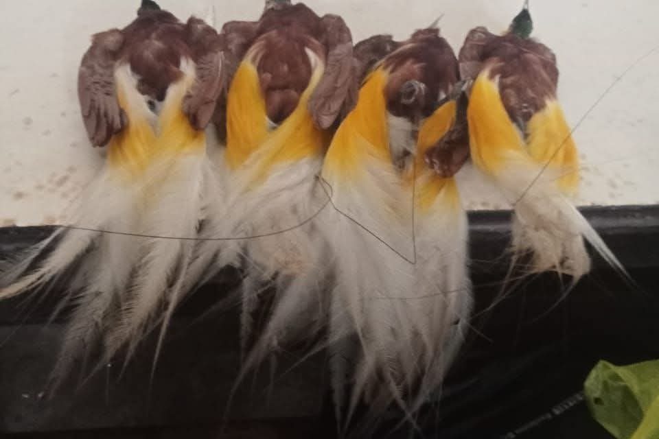 Diduga Perdagangkan Burung Cenderawasih Mati, Warga Aifat Utara Menuai Kecaman Keras