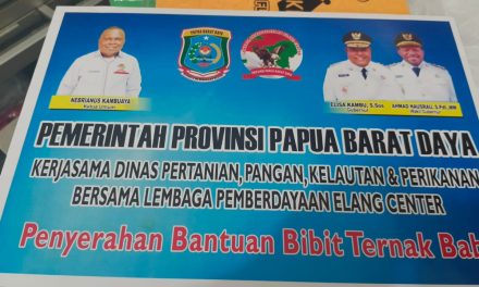Pemprov Papua Barat Daya Bersama LPEC Salurkan Bantuan Bibit Ternak Babi di Sejumlah Distrik Maybrat