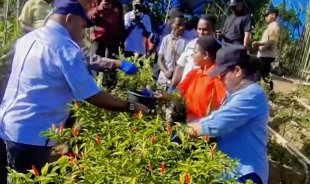 Bupati Sorong Selatan Petronela krenak Lakukan Panen Ke Tiga Cabai di Lahan Tani Mlasfai