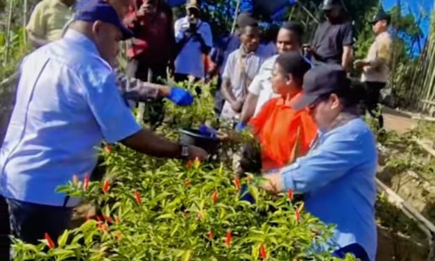 Bupati Sorong Selatan Petronela krenak Lakukan Panen Ke Tiga Cabai di Lahan Tani Mlasfai