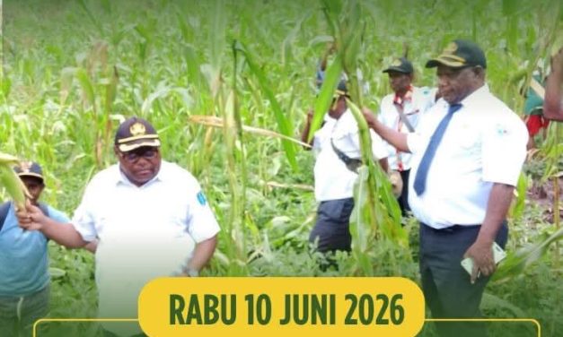 Kepala Dinas Pertanian dan Perkebunan Maybrat Hadiri Panen Raya Jagung dan Kacang Tanah di Kampung Seya
