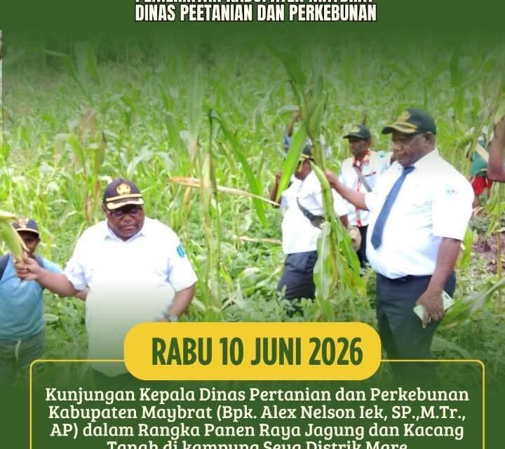 Kepala Dinas Pertanian dan Perkebunan Maybrat Hadiri Panen Raya Jagung dan Kacang Tanah di Kampung Seya