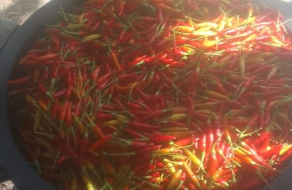 Panen Raya Cabai di Kampung Soan, Bukti Keberhasilan Program Ketahanan Pangan Dana Desa
