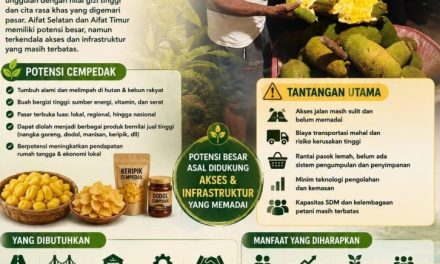 Cempedak Berpotensi Jadi Komoditas Unggulan dan Penggerak Ekonomi Masyarakat Maybrat
