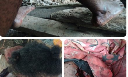 JDP Desak Penghentian Kekerasan terhadap Warga Sipil di Wilayah Aifat